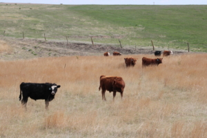 Development bulls on pasture
