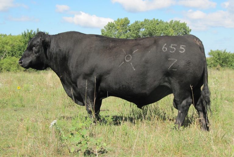 OCC Zodiac 655Z Ichthys Cattle Enterprise