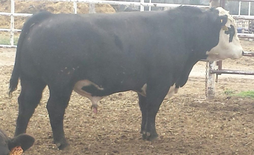 Sire Directory Ichthys Cattle Enterprise