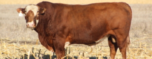 Semen available for Roaring River herd sire