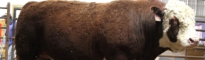 Semen available for herd bulls Triple Axel