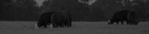 Angus & Hereford Nebraska Cattle auctions