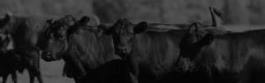 Guide Rock Red & Black Angus & Hereford Heifers